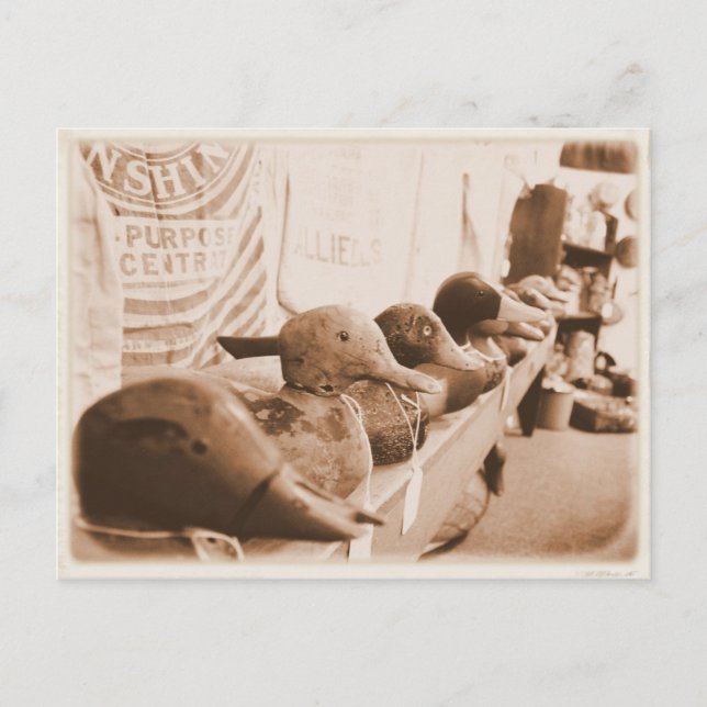 Enten in einer Reihe - Postkarte (Vorderseite)