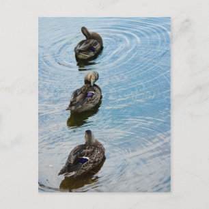 Enten in einer Reihe Postkarte