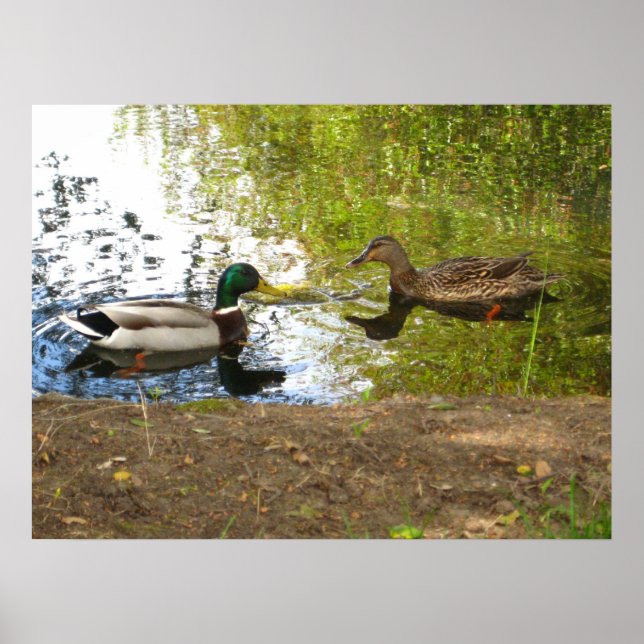 "Enten in Liebe" Poster (Vorne)