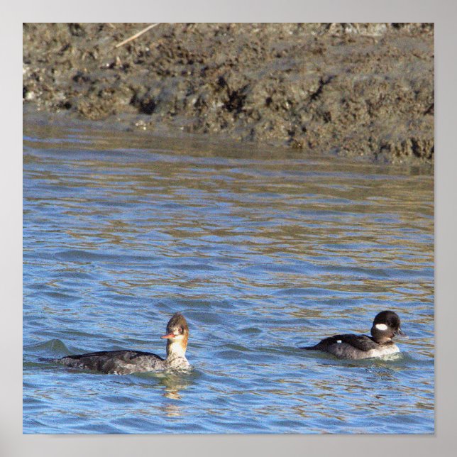 Enten in Wasserposter Poster (Vorne)