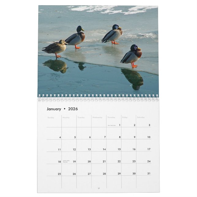 Enten-Kalender Kalender (Jan 2026)