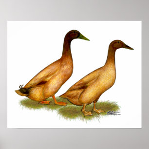 Enten: Khaki Campbell Poster