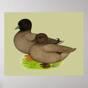 Enten: Khaki ruft Poster