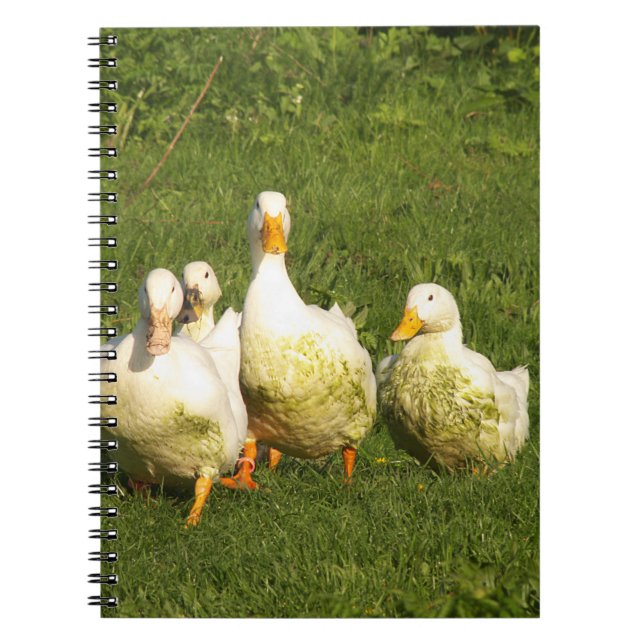 Enten, lebend, Wiese, Tier, Bauernhof, Landleben, Notizblock (Vorderseite)