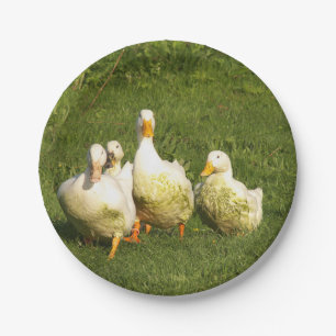 Enten, lebend, Wiese, Tier, Bauernhof, Landleben, Pappteller