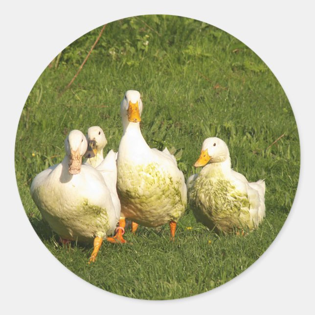 Enten, lebend, Wiese, Tier, Bauernhof, Landleben, Runder Aufkleber (Vorderseite)