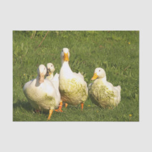 Enten, lebend, Wiese, Tier, Bauernhof, Landleben, Seidenpapier