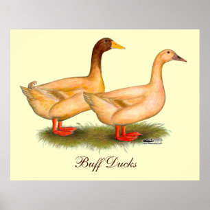 Enten:  Lederfarbenes Orpington Poster