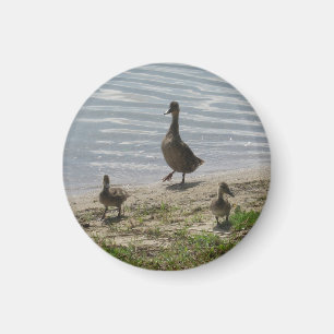 Enten-Magnet Magnet
