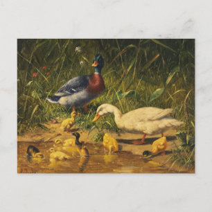 Enten mit Jungen am Wasser von Carl Jutz Postkarte