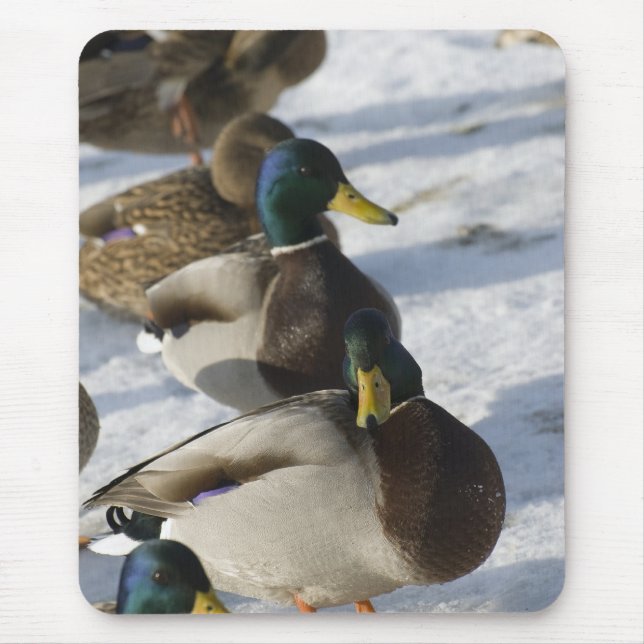 Enten Mousepad (Vorne)