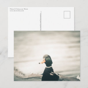 Enten-Naturfoto Postkarte