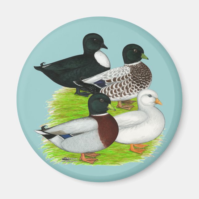 Enten nennen: Quartett Magnet (Vorne)