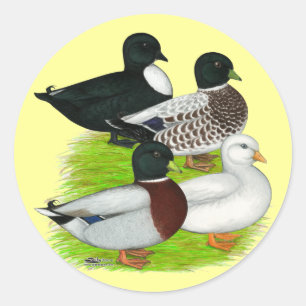 Enten nennen: Quartett Runder Aufkleber