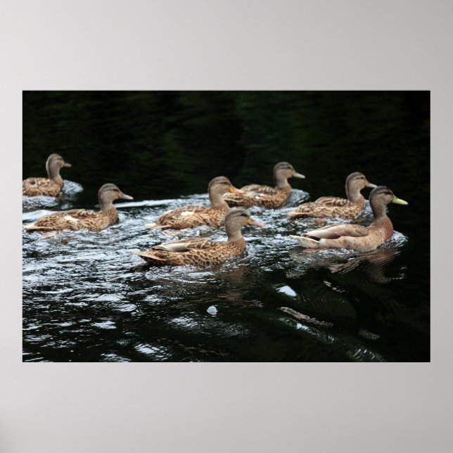 Enten Poster (Vorne)