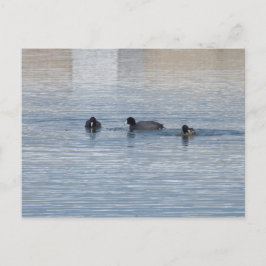 Enten Postkarte