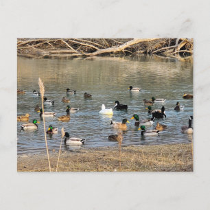 Enten Postkarte