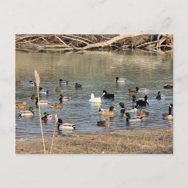 Enten Postkarte (Vorderseite)