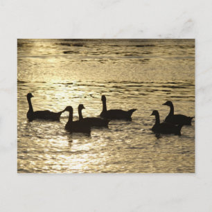 Enten Postkarte