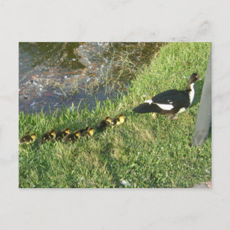 Enten:) Postkarte