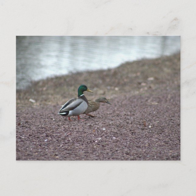Enten Postkarte (Vorderseite)