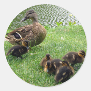 Enten Runder Aufkleber
