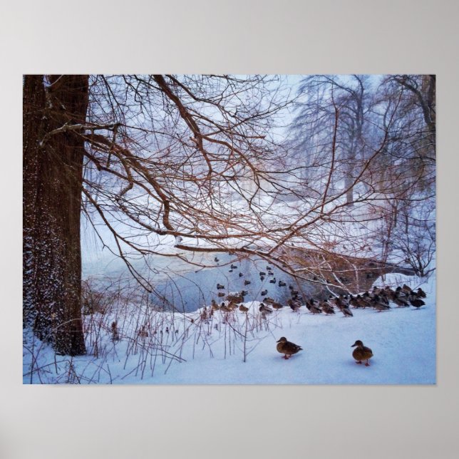 Enten sammeln sich um einen gefrorenen Teich Poster (Vorne)