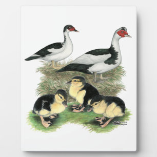 Enten Schwarz Gefleckte Warzenente Familie Fotoplatte