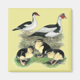 Enten Schwarz Gefleckte Warzenente Familie Magnet