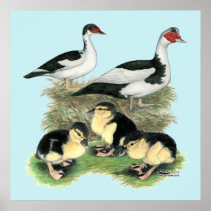 Enten Schwarz Gefleckte Warzenente Familie Poster