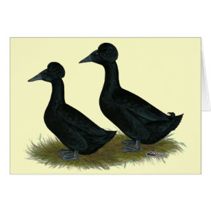 Enten: schwarz gekreuzt