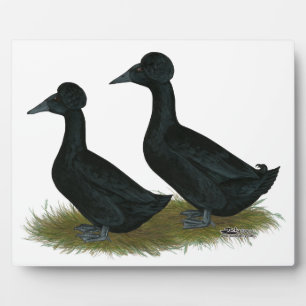 Enten: schwarz gekreuzt fotoplatte