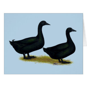 Enten: Schwarze Cayugas