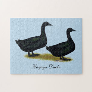 Enten: Schwarze Cayugas