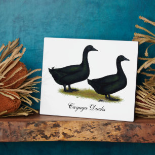 Enten: Schwarze Cayugas Fotoplatte