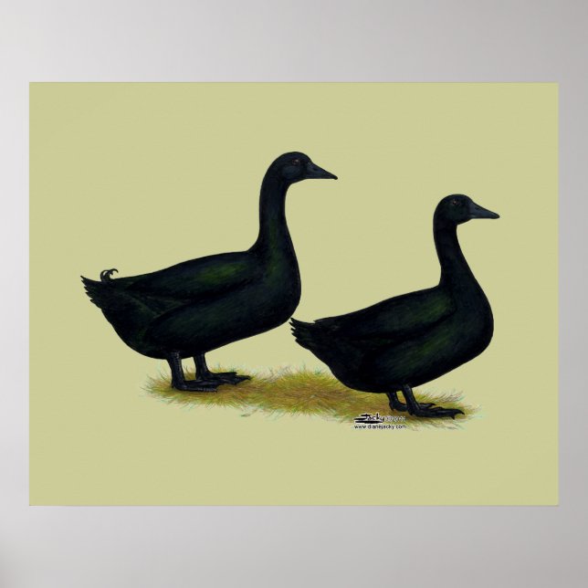 Enten: Schwarze Cayugas Poster (Vorne)