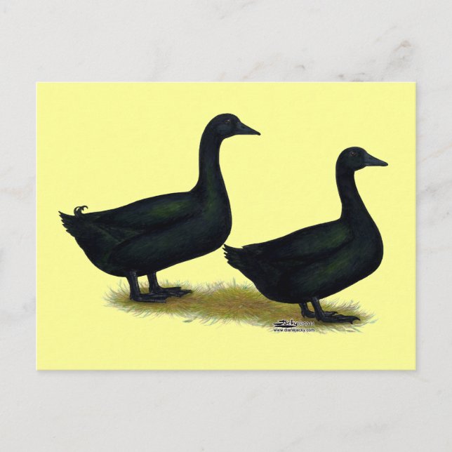 Enten: Schwarze Cayugas Postkarte (Vorderseite)