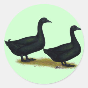 Enten: Schwarze Cayugas Runder Aufkleber