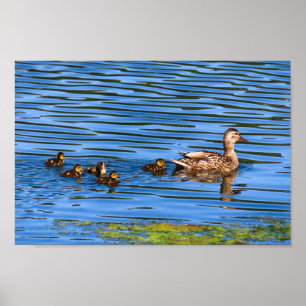 Enten-Schwimmen mit ihren Entlein Poster