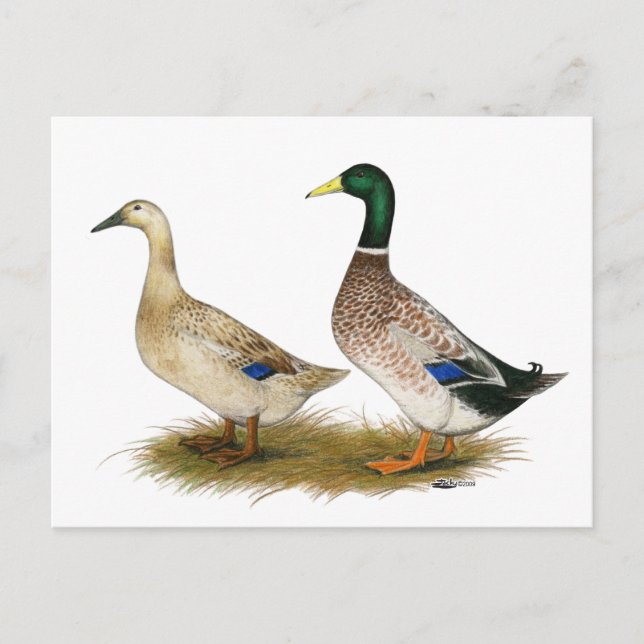 Enten:  Silver Welsh Harlequin Postkarte (Vorderseite)