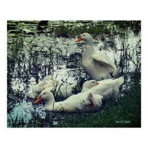 Enten Tiere im Teich Poster