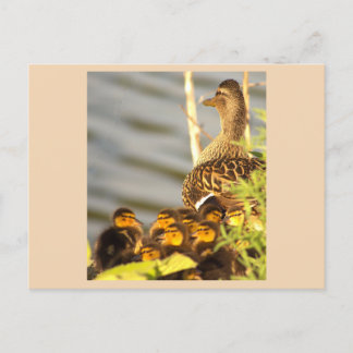 Enten und Entenlein Foto Postkarte