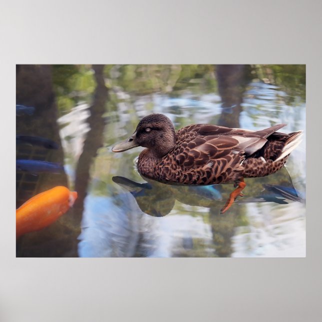 Enten- und Fischteich Poster (Vorne)