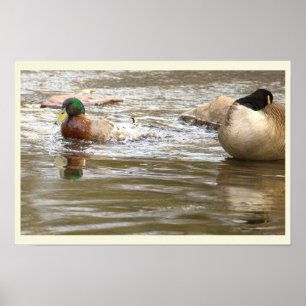 Enten- und Gänseposter am Bach Poster