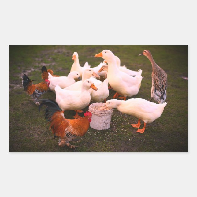 Enten und Hühner essen lustig Rechteckiger Aufkleber (Vorderseite)