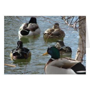 Enten und mehr Enten jede Anlässe Gruß Karte
