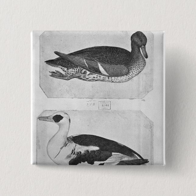 Enten, vom Vallardi Album Button (Vorderseite)