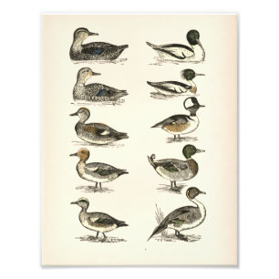 Enten von Nordamerika Illustrationen Fotodruck