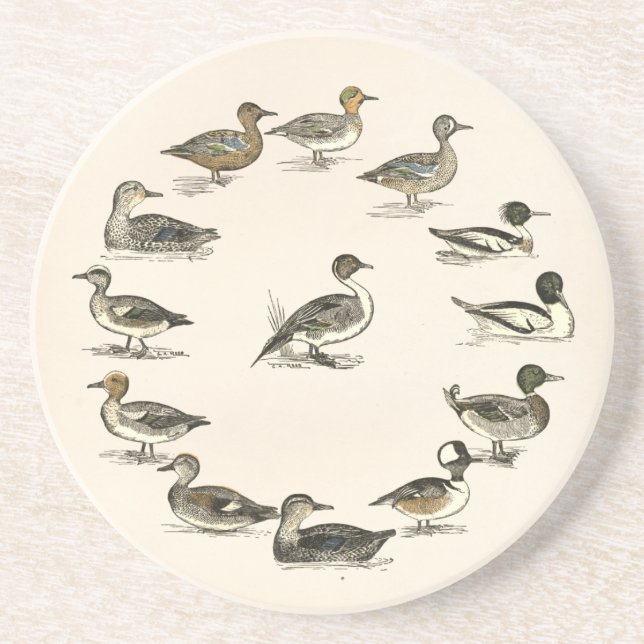 Enten von Nordamerika Illustrationen Sandstein Untersetzer (Vorne)