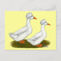 Enten: Weiß Crested